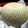 Epithelantha_bokei_3